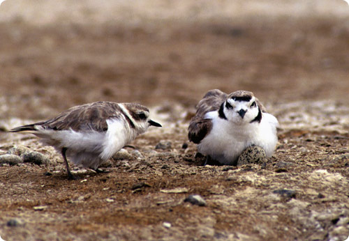 Plover mother and father brooding