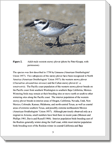 Western Snowy Plover Recovery Plan